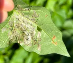 Morning-glory Leafminer Moth thumbnail 2