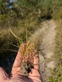 Frank's Lovegrass thumbnail 4