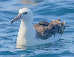 Laysan Albatross thumbnail 3
