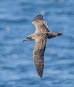 Pink-footed Shearwater thumbnail 4