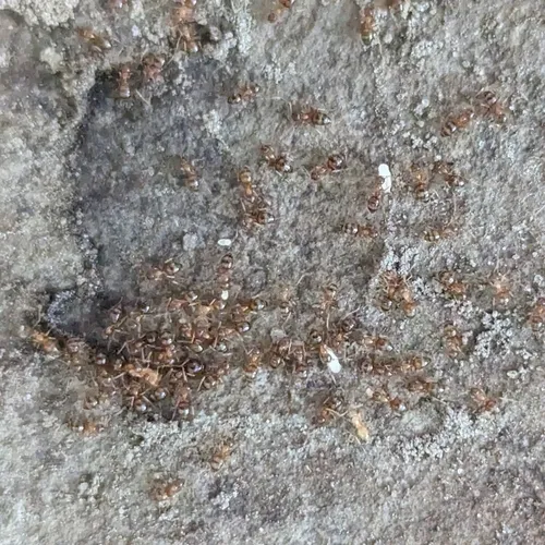 Yellow-footed Ant