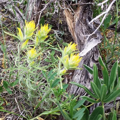 yellow paintbrush