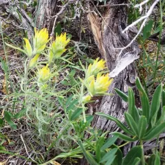 yellow paintbrush thumbnail 1