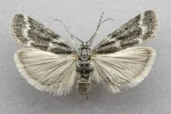 Polopeustis arctiella thumbnail 3