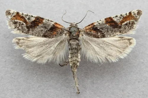Eucosma camdenana