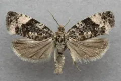 Olethreutes bowmanana thumbnail 2