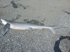 Blue Shark thumbnail 3