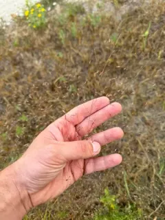 Sand Lovegrass thumbnail 4