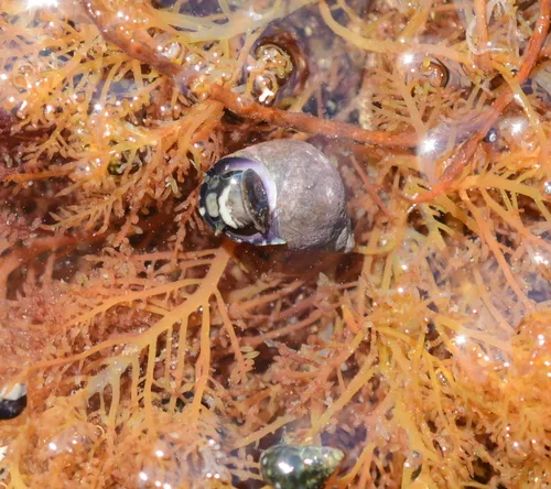 Eroded Periwinkle