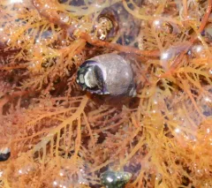 Eroded Periwinkle thumbnail 1