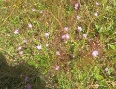 tenlobe false foxglove thumbnail 4