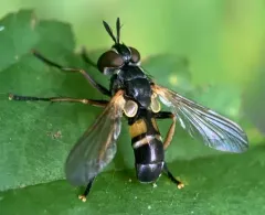 Hemyda aurata thumbnail 3