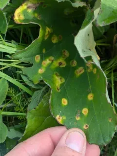 Coltsfoot Gall Rust thumbnail 3