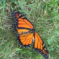 Monarch thumbnail 1