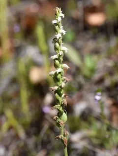 Case's ladies' tresses thumbnail 3