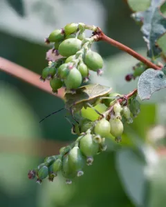 Uhler's Stink Bug thumbnail 2