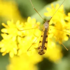 Geranomyia rostrata thumbnail 3