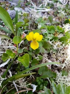 Twoflower Violet thumbnail 4