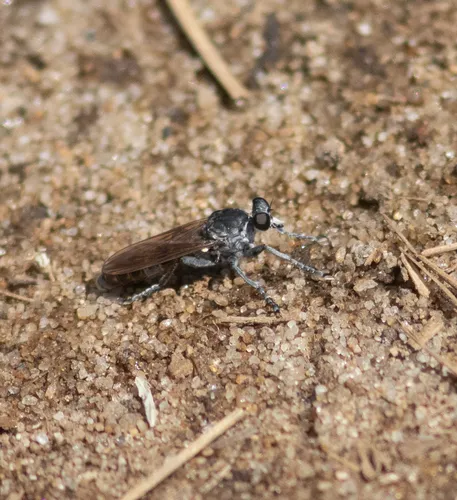 Three-banded Robber Fly