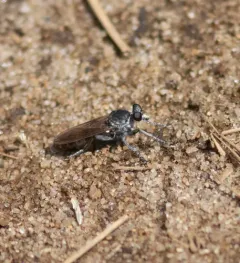 Three-banded Robber Fly thumbnail 1