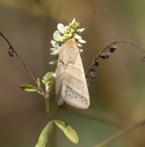 Tobacco Budworm Moth
