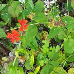 Maltese-cross thumbnail 1
