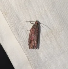 Epinotia arctostaphylana thumbnail 4