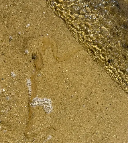 American Lugworm