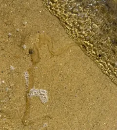 American Lugworm thumbnail 1