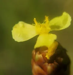 twisted yellow-eyed grass thumbnail 4