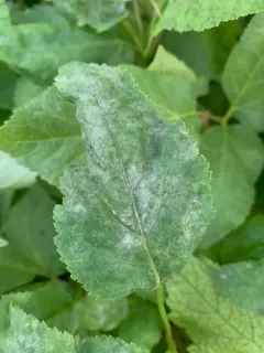Pseudoidium araliacearum thumbnail 1