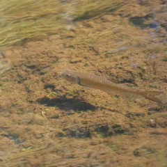 Fallfish thumbnail 3