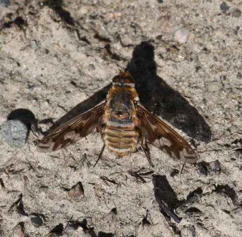 Williston's bee fly