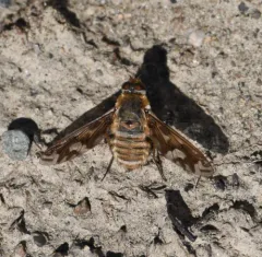 Williston's bee fly thumbnail 1