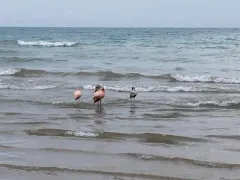 American Flamingo thumbnail 3