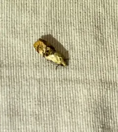 Banded Sunflower Moth thumbnail 4