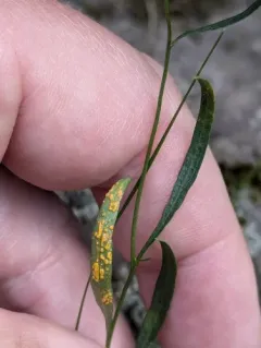 Coleosporium campanulae thumbnail 4