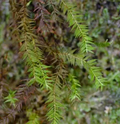 Bartramiopsis lescurii thumbnail 2