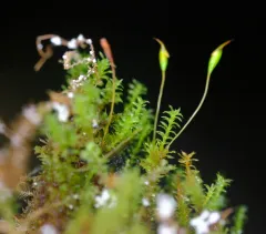 Zygodon reinwardtii thumbnail 3