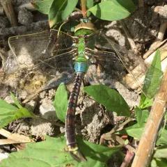 Common Green Darner thumbnail 2