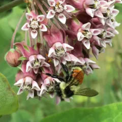 Tricolored Bumble Bee thumbnail 4