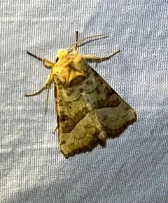 Figwort Borer Moth thumbnail 4