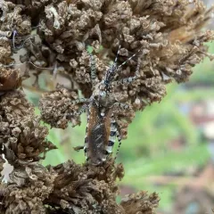 Pselliopus spinicollis thumbnail 3