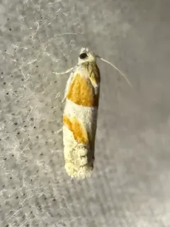 Eucosma setonana thumbnail 3