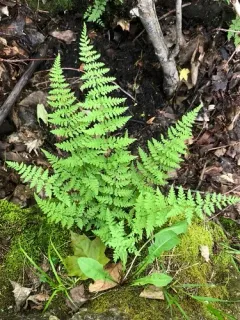 Laurentian bulblet fern thumbnail 3