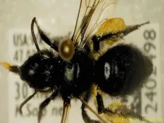 Porter's Miner Bee thumbnail 2