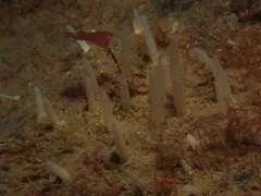 Polymastia pacifica thumbnail 3