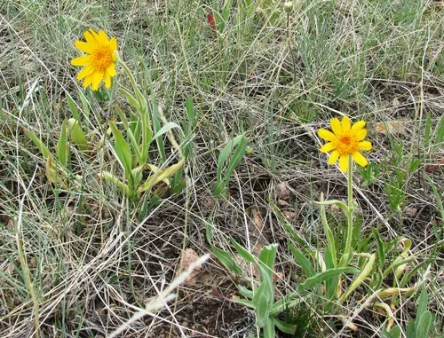 twin arnica