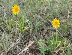 twin arnica thumbnail 1