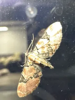 Eupithecia stellata thumbnail 3